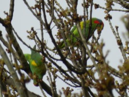musk-lorikeet-parrot-riverton1