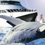 Gold Coast Whale Watching Special