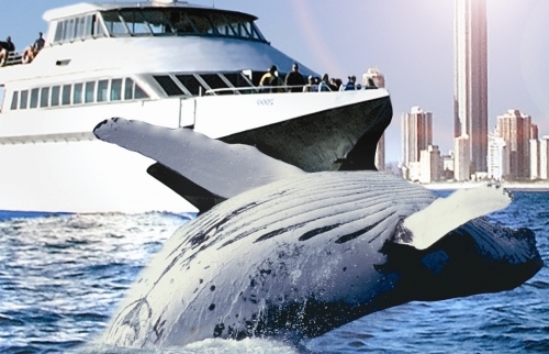 Gold Coast Whale Watching Special